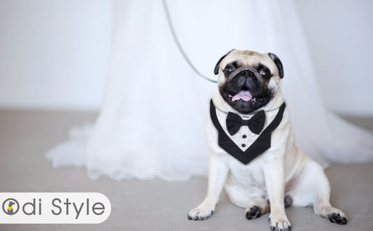 A Purfect Ring Bearer - Max with Dog Tuxedo