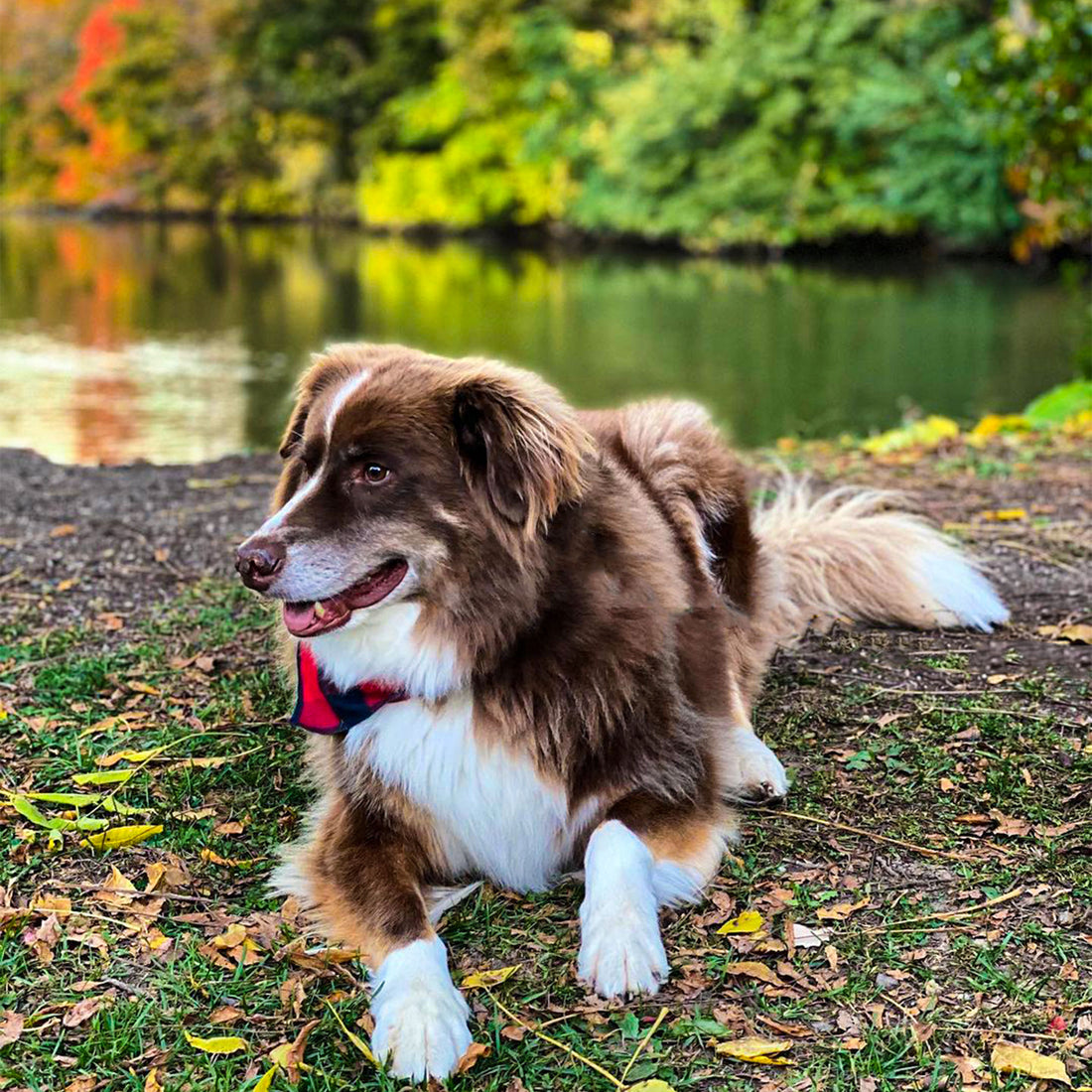 4 Things You Should Know Before Buying A Dog Bandana