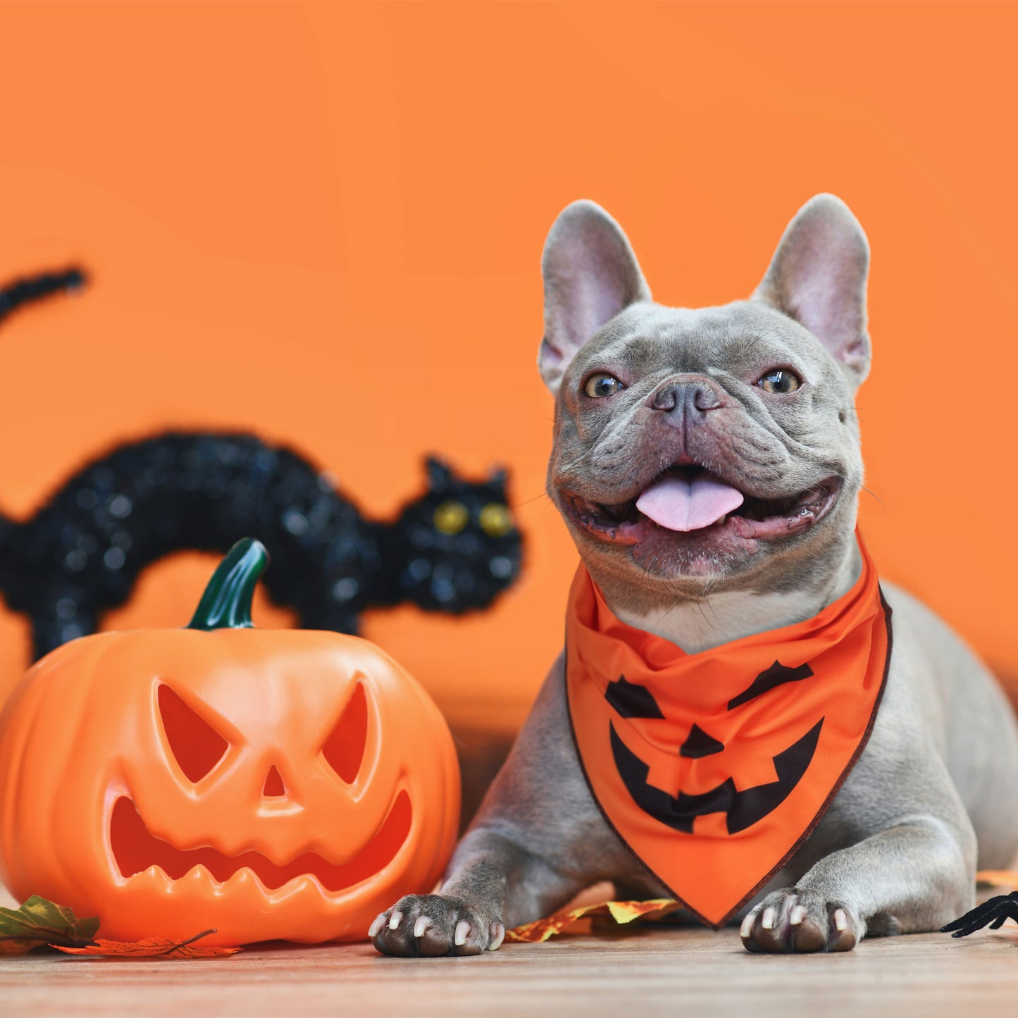 Halloween Dog Bandanas with Trick or Treat Sign