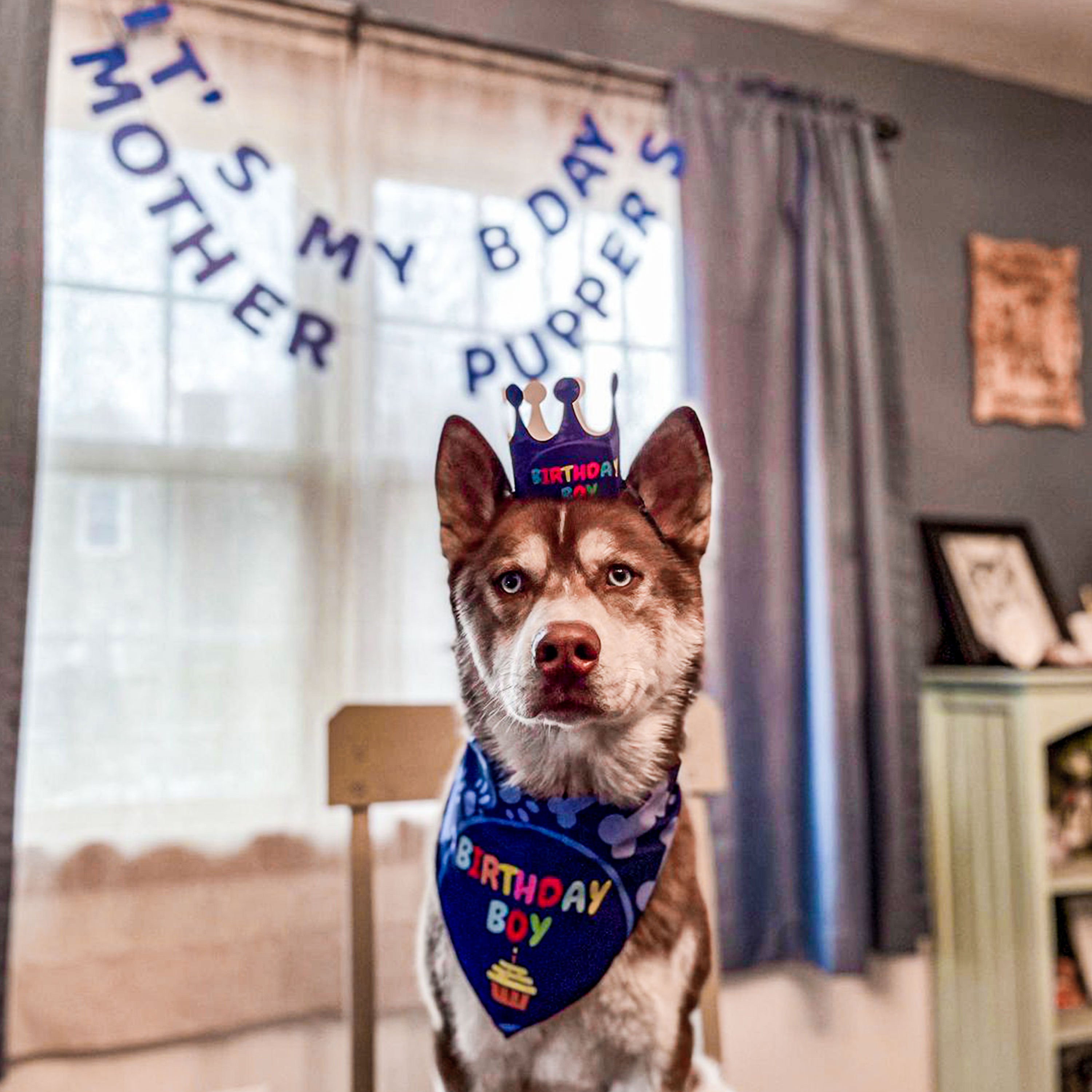 Birthday boy outlet dog bandana