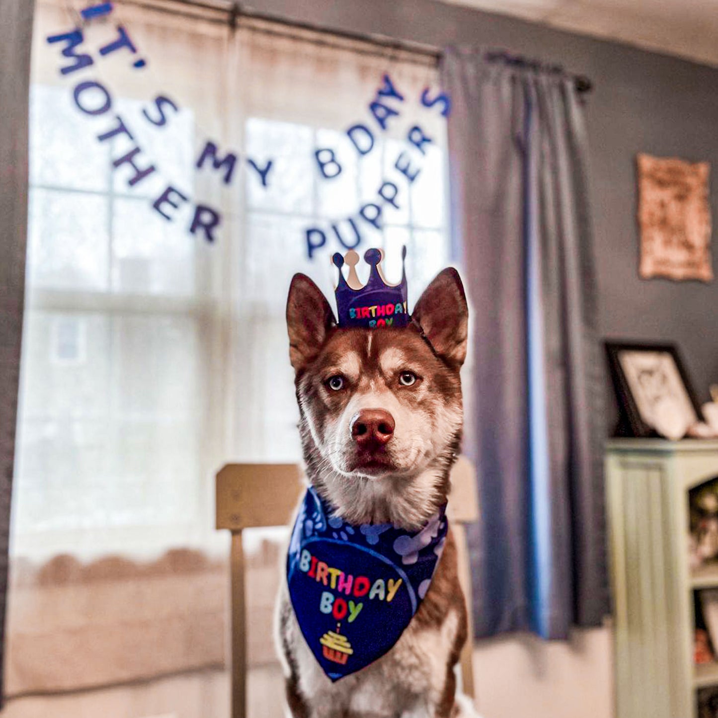 Odi Style Dog Birthday Party Supplies - Boy Dog Birthday Bandana Set