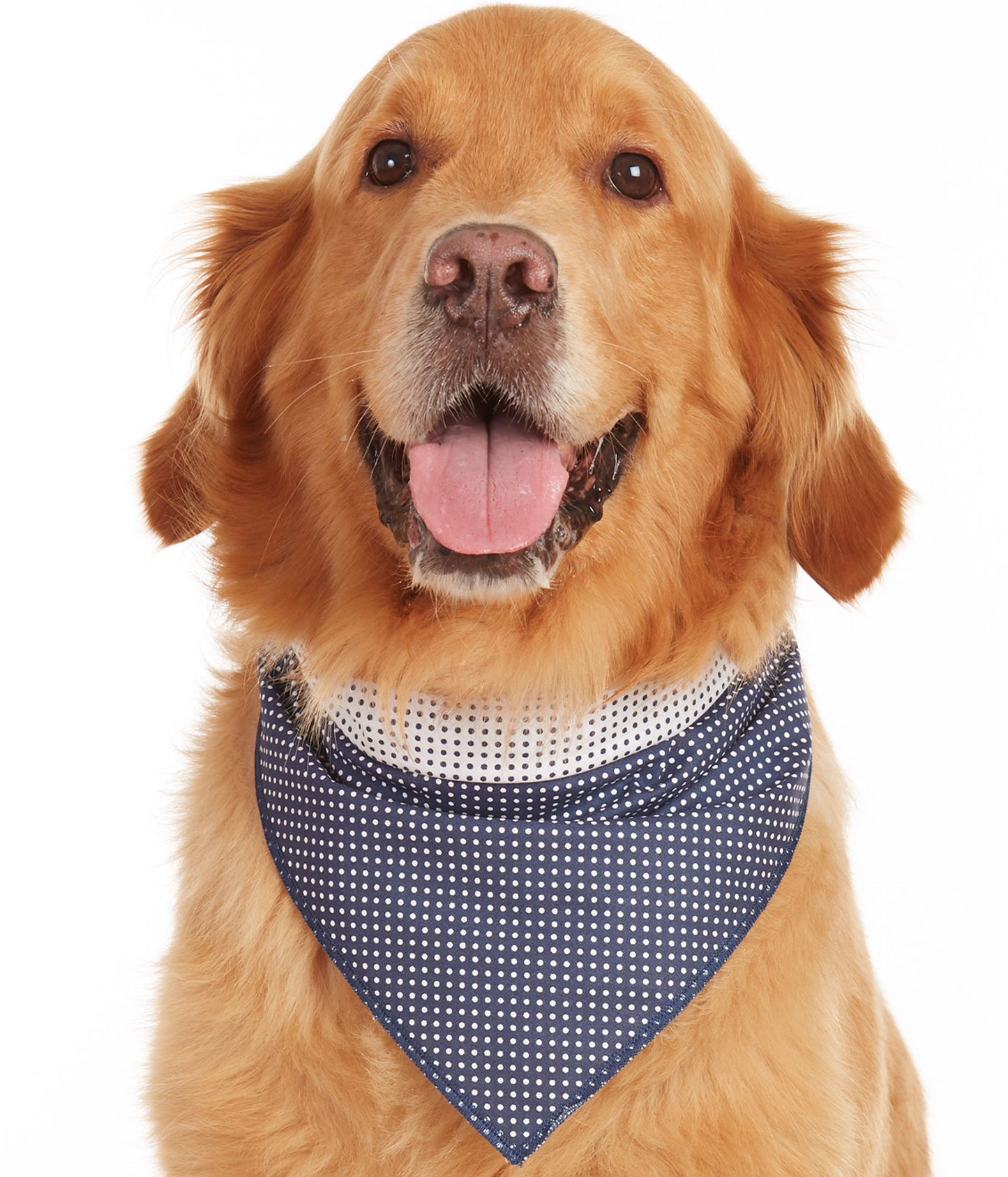 golden retriever puppy dog wearing polka dot reversible blue and white dog bandana