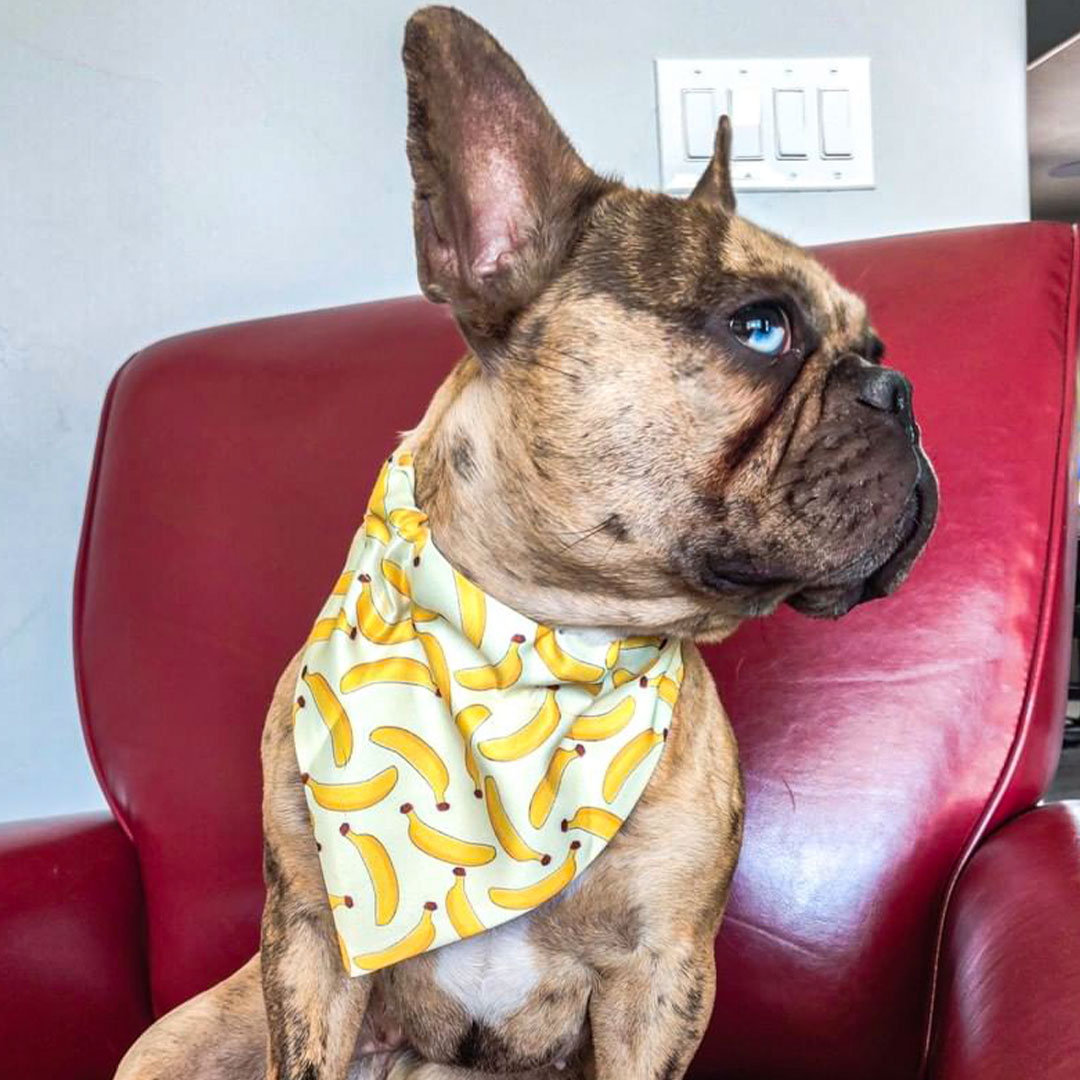 Summer Dog Bandana Collar - Banana Print