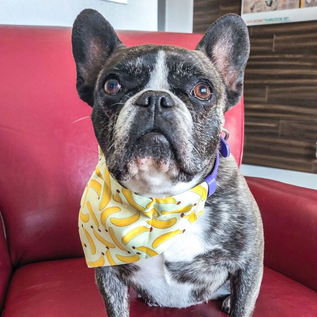 Summer Dog Bandana Collar - Banana Print