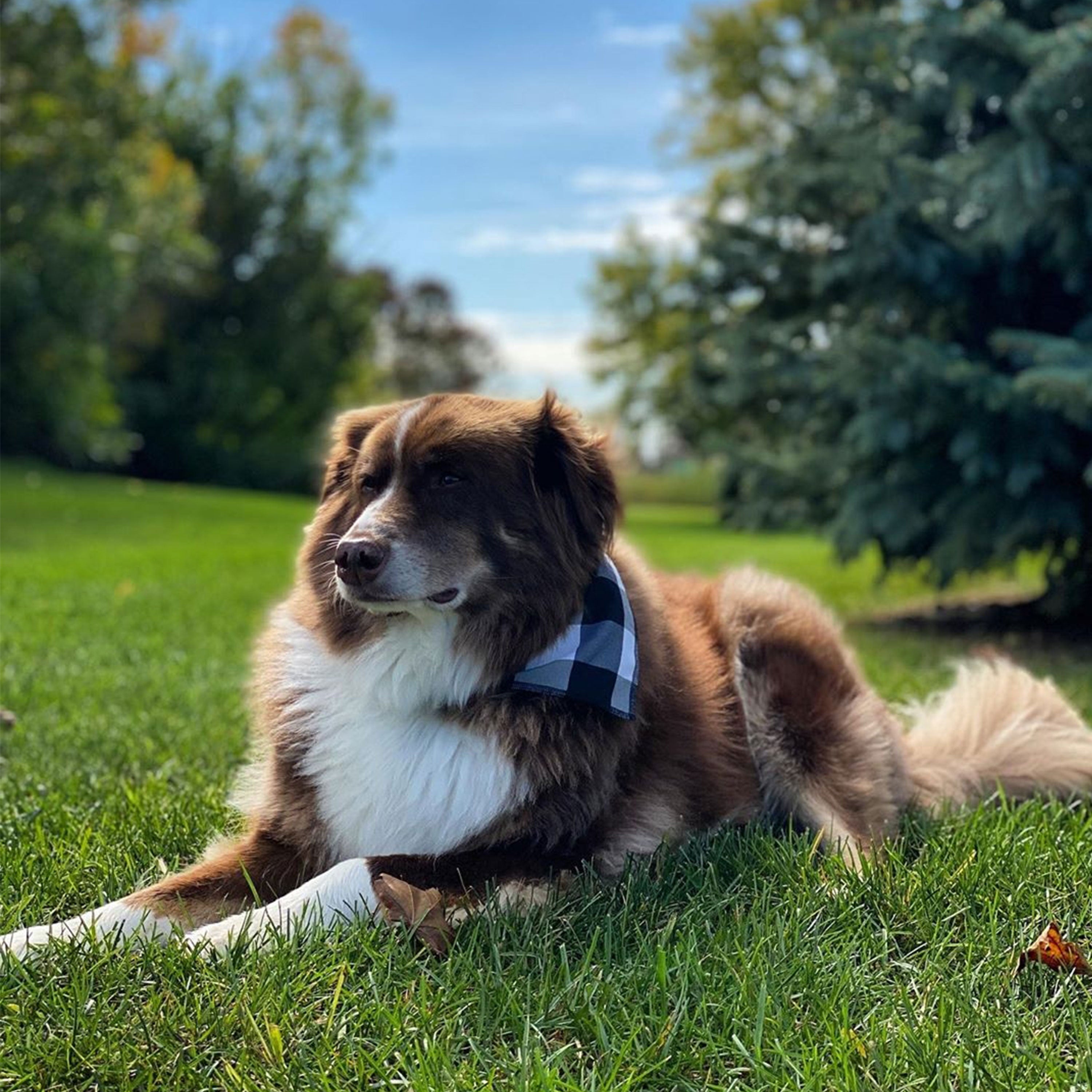 Dog bandanas for store large dogs