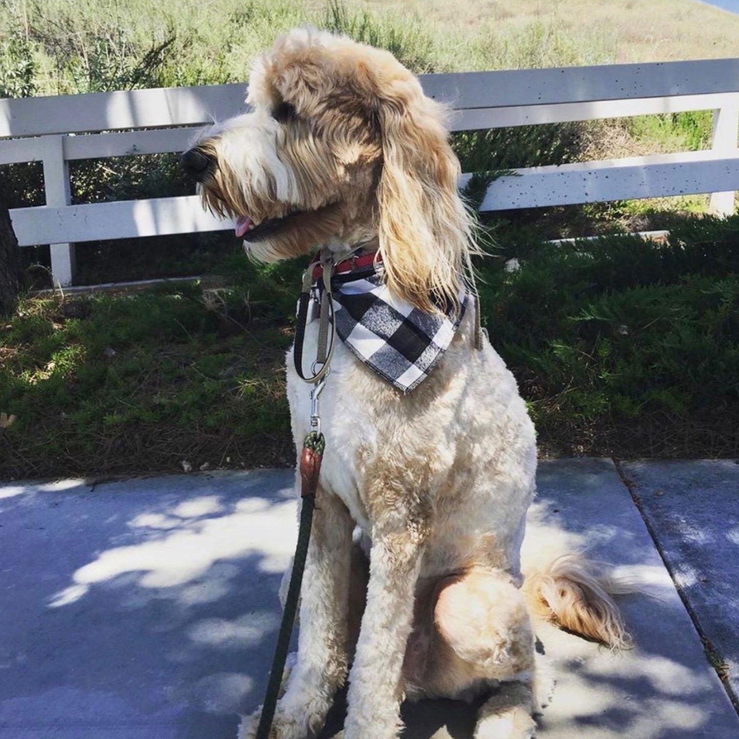 golden doodle dog accessories, accessories for doddles, plaid dog bandanas, buffalo plaid puppy scarf