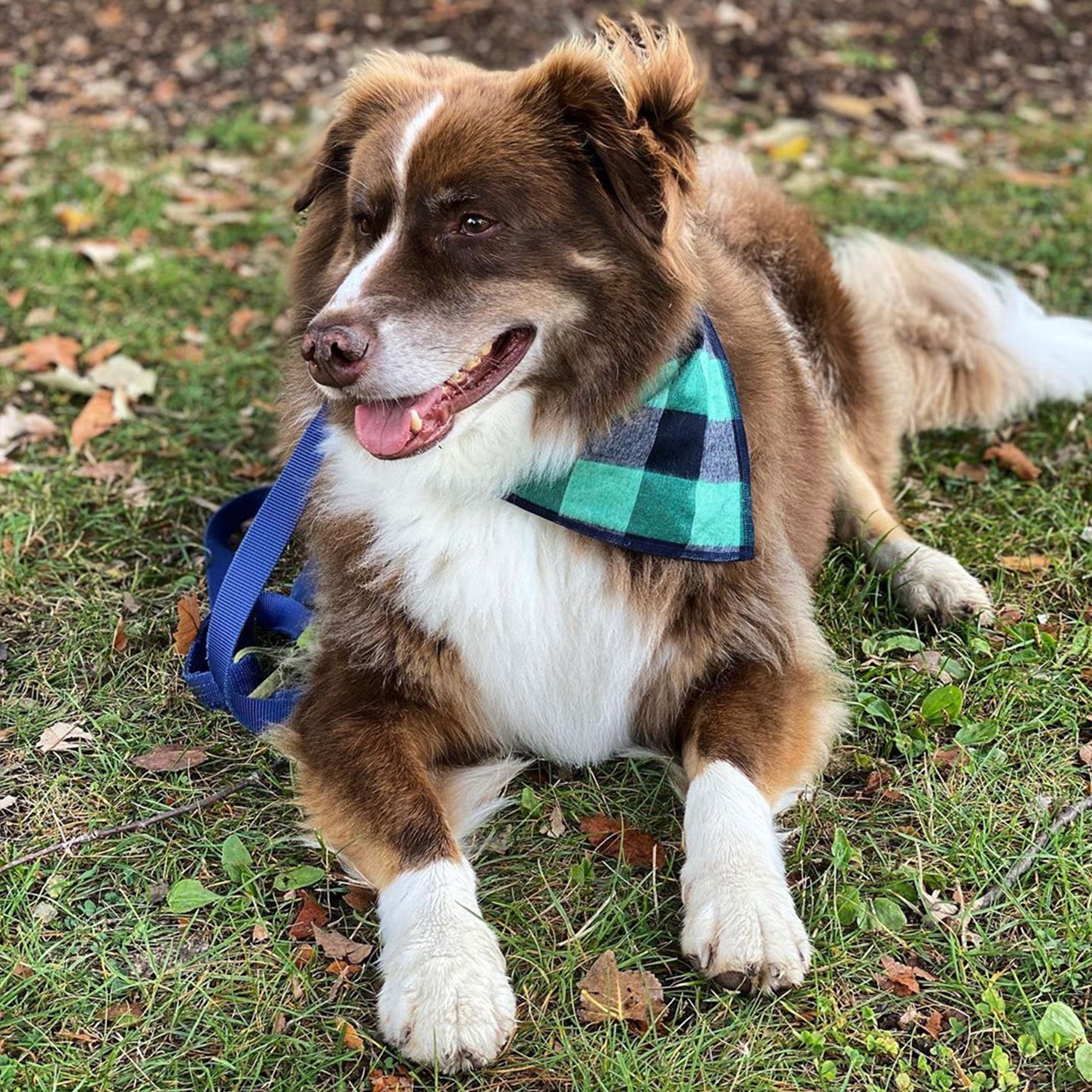 Green plaid clearance dog bandana