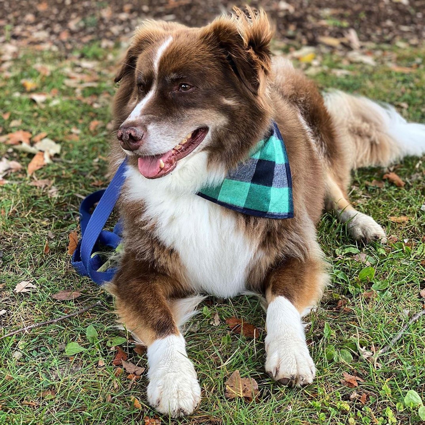 green christmas dog bandana for large dogs