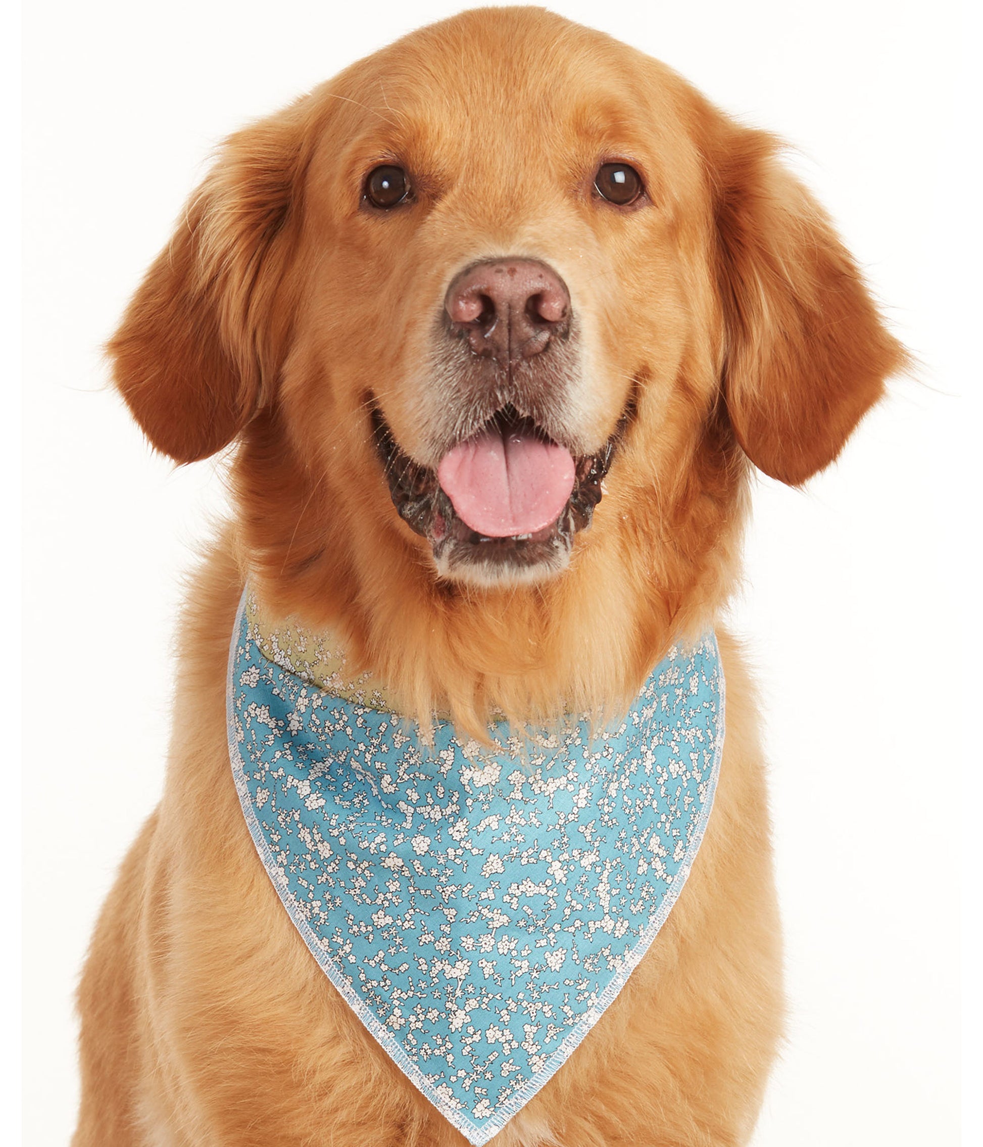 golden retriever dog wearing blue floral cotton summer dog bandana