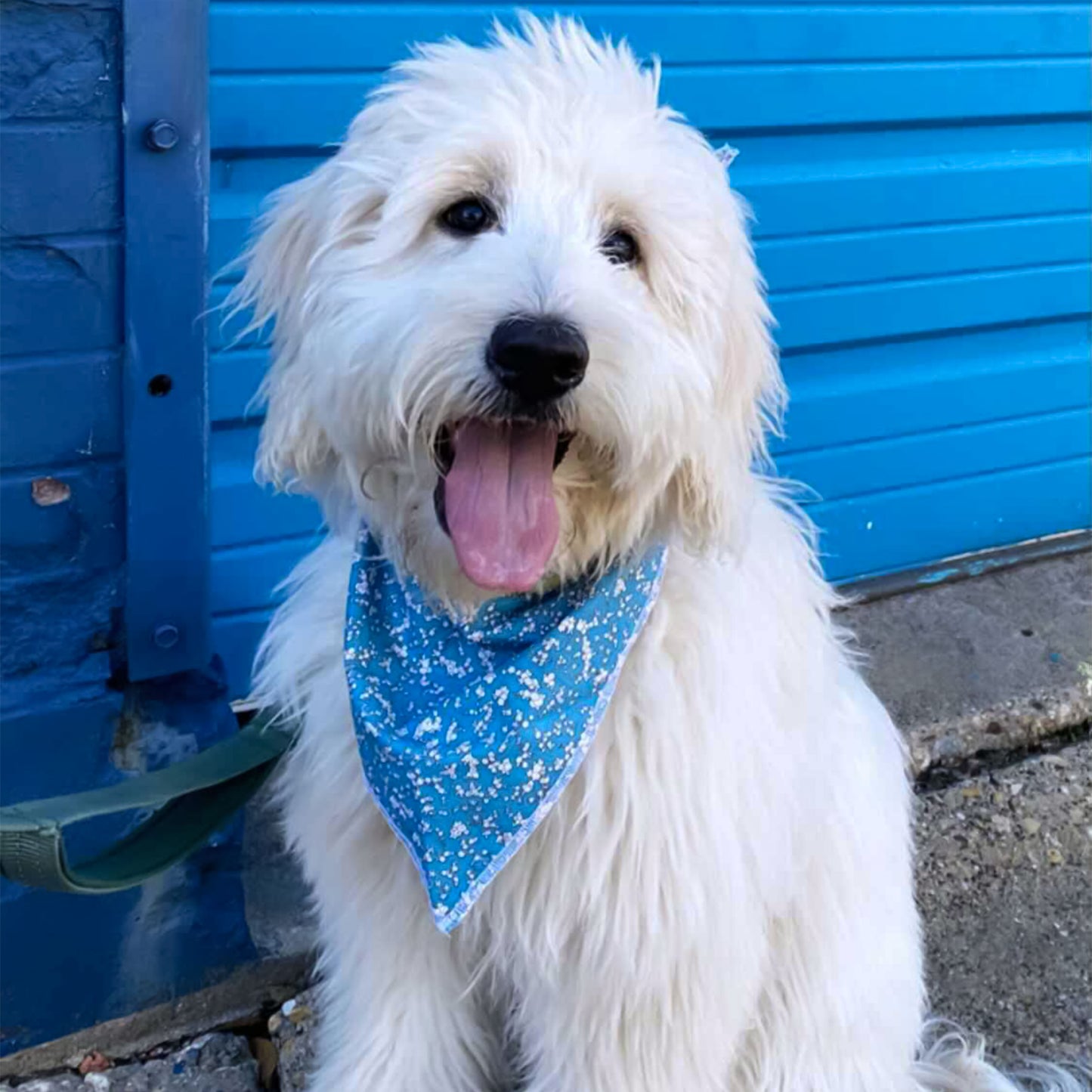 goldendoodle dog with green and blue floral cotton dog bandana for large dogs