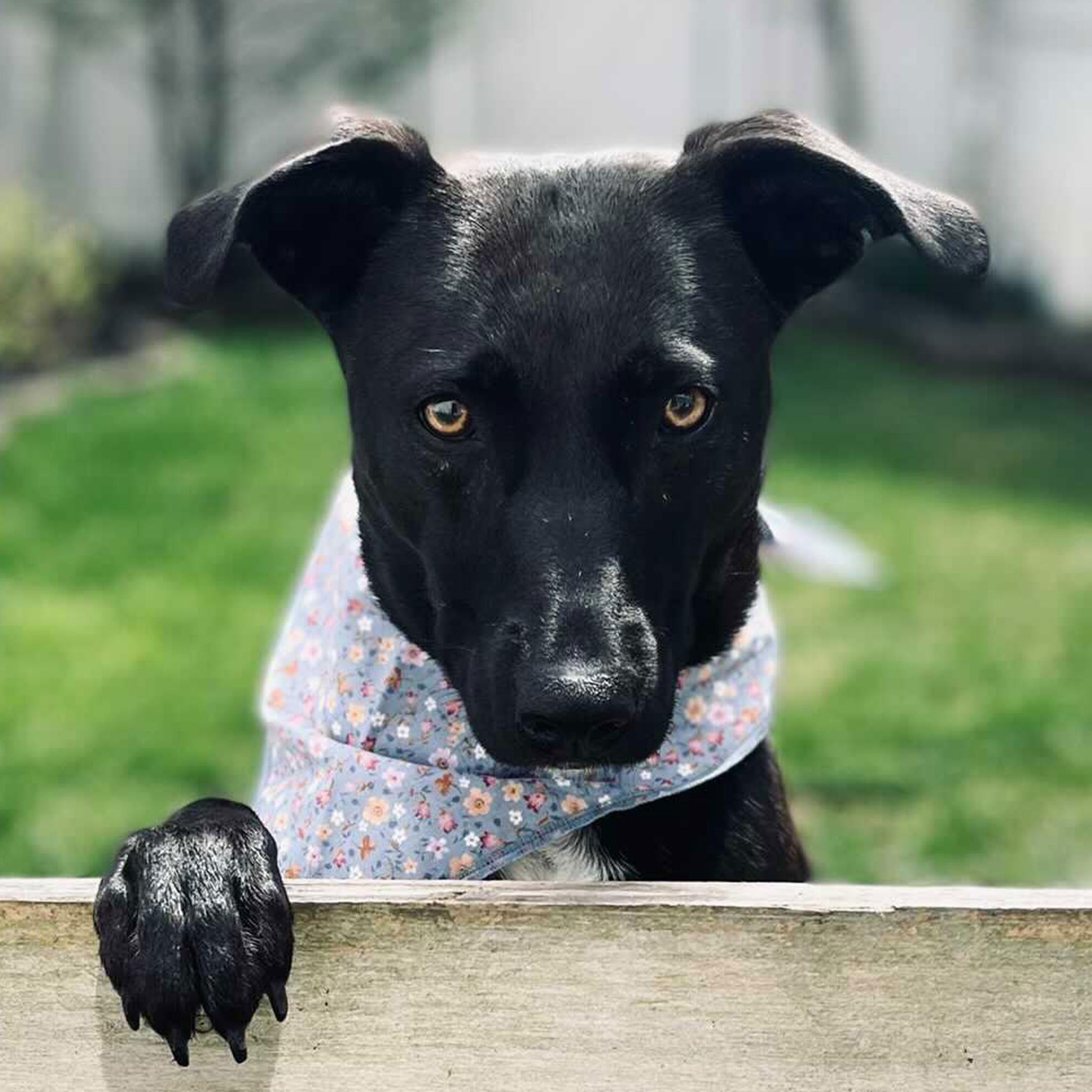 black dog with purple floral dog bandana