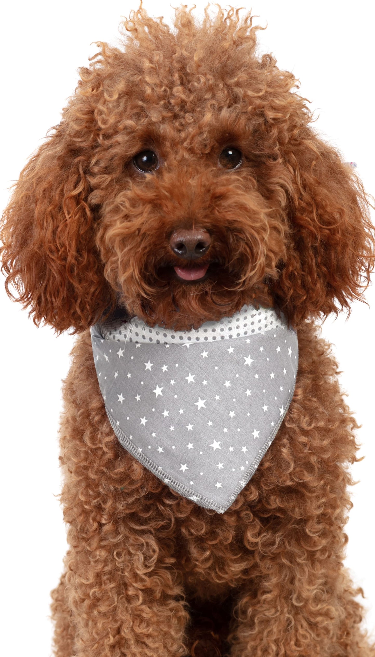 Grey Star & Polkadot Dog Bandana