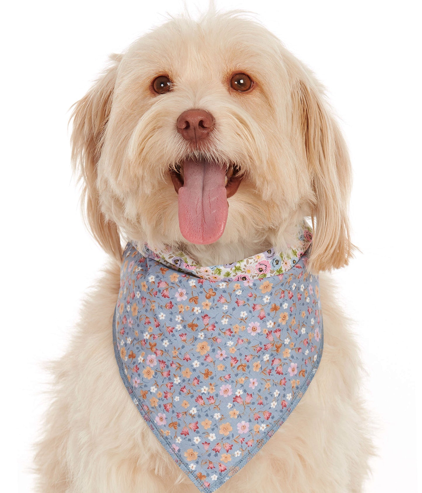 girl dog with floral dog bandana, purple and pink reversible tie on dog handkerchief