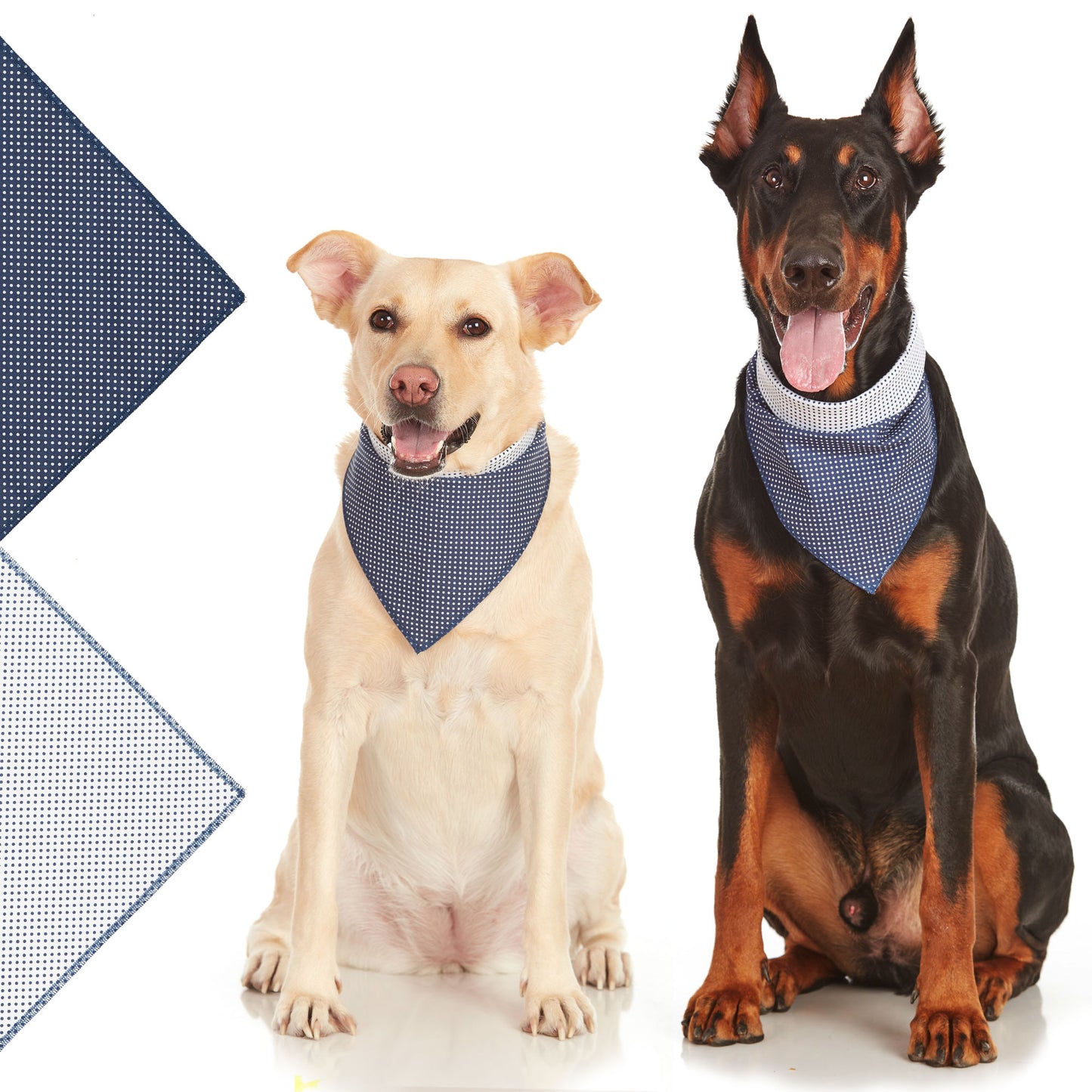 medium sized dog and doberman dog wearing blue polkadot scarfs