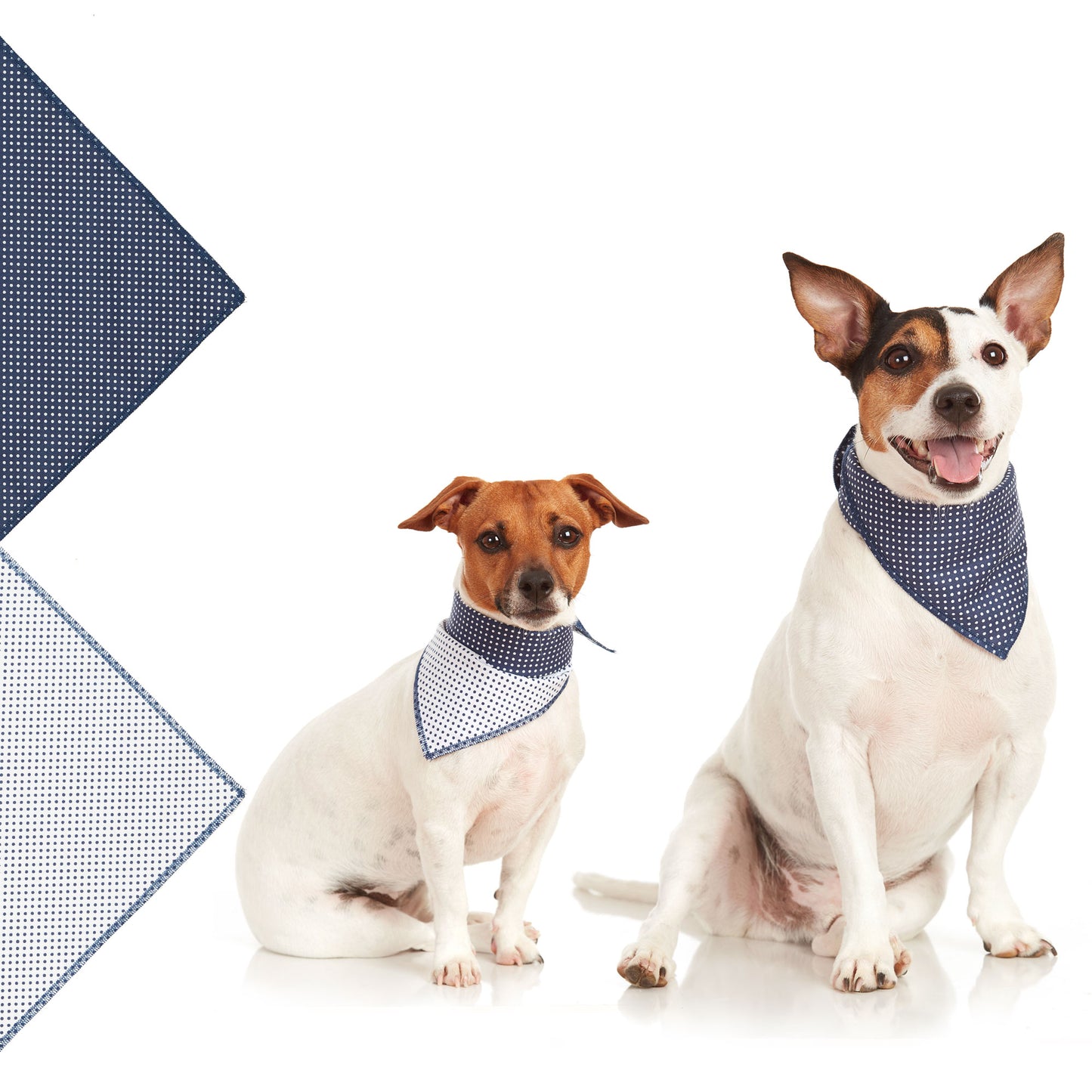 jack russel dogs wearing small sized blue polkador dog bandanas