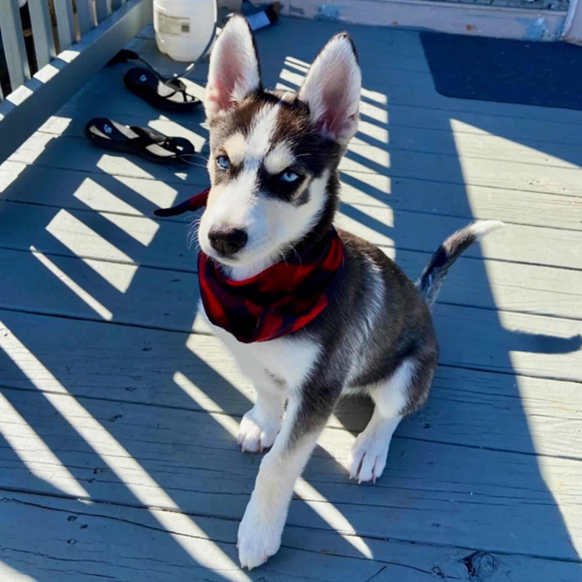 red dog bandana, buffalo plaid dog handkerchief boy, dog scarf for large dogs